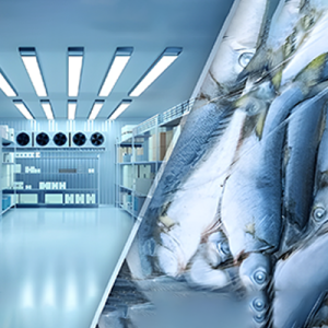 Frozen Tuna